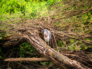  Junior Grey Heron Looks Right On Log