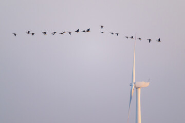 A flock of migratory birds flew over the huge wind turbine. © imphilip