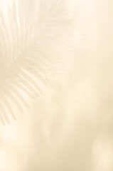 Monotone background with palm tree leaf shadows