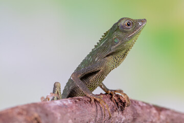 Fototapeta premium chameleon forest dragon, chameleon anglehead lizard (Gonocephalus kuhlii)