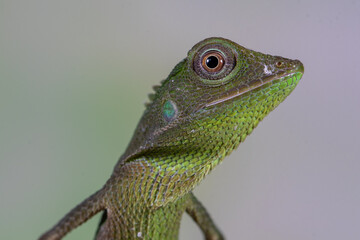 Fototapeta premium chameleon forest dragon, chameleon anglehead lizard (Gonocephalus kuhlii)