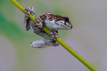 The Mission golden-eyed tree frog or Amazon milk frog (Trachycephalus resinifictrix) is a large species of arboreal frog native to the Amazon Rainforest in South America