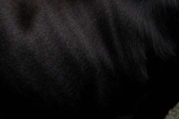 Black cow skin texture seamless abstract print for design , abstract art, stickers