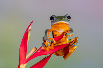 The green flying frog, small flying tree frog, Reinwardti's frog, Reinwardti's flying frog,...