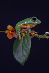 The green flying frog, small flying tree frog, Reinwardti's frog, Reinwardti's flying frog, Reinwardti's tree frog, Reinwardti's gliding frog, or black-webbed tree frog (Rhacophorus reinwardtii) is a 