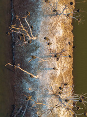 Large number of cormorants standing on trees in the water. Shot from the air.
