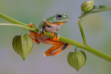 The green flying frog, small flying tree frog, Reinwardti's frog, Reinwardti's flying frog, Reinwardti's tree frog, Reinwardti's gliding frog, or black-webbed tree frog (Rhacophorus reinwardtii) is a 