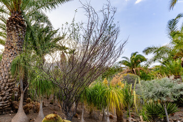 Fototapeta premium A lush green jungle with palm trees and a few other plants