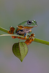 The green flying frog, small flying tree frog, Reinwardti's frog, Reinwardti's flying frog, Reinwardti's tree frog, Reinwardti's gliding frog, or black-webbed tree frog (Rhacophorus reinwardtii) is a 