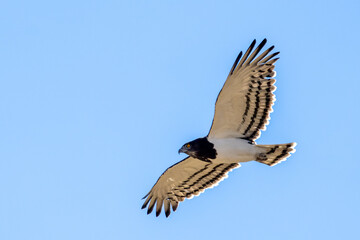 Black-chested snake eagle or black-breasted snake eagle (Circaetus pectoralis) in flight, Khwai river, Moremi game reserve, Okavango delta, Botswana