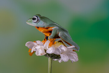 The green flying frog, small flying tree frog, Reinwardti's frog, Reinwardti's flying frog, Reinwardti's tree frog, Reinwardti's gliding frog, or black-webbed tree frog (Rhacophorus reinwardtii) is a 