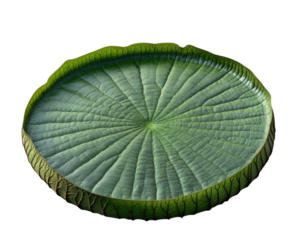 large, green Victoria amazonica lily pad with detailed texture and vibrant color, isolated on transparency background. intricate veins and circular shape are clearly visible