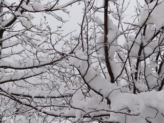 Tree covered snow