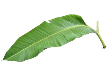 Obraz premium A large green banana leaf with distinct parallel lines and a curved shape