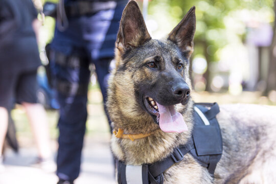 Policeman with a German shepherd on duty. Police dog.