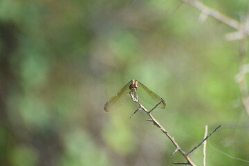A dragon fly sitting on a thin perch with its wings set in an inverted V shape