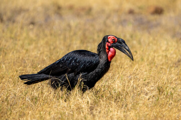 Southern ground-hornbill, Bucorvus leadbeateri walking in dry savanna, Khwai river, Moremi game...