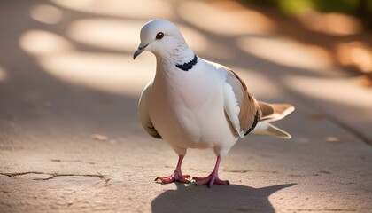 A close-up of a white and brown dove standing on a paved surface , with a blurred background of trees and sunlight