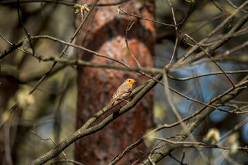 bird on a branch red robin