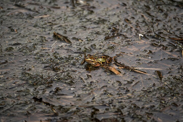 frog in dutch nature water wildlife