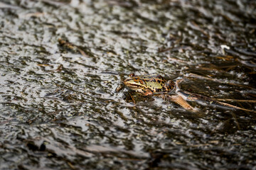 frog in dutch nature water wildlife