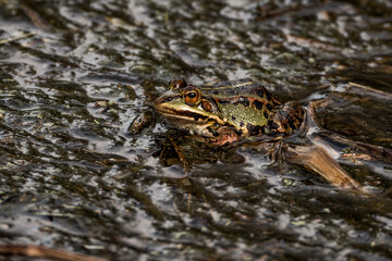 frog in dutch nature water wildlife
