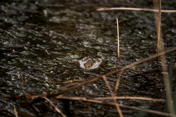 frog in dutch nature water wildlife