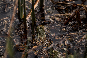 frog in dutch nature water wildlife