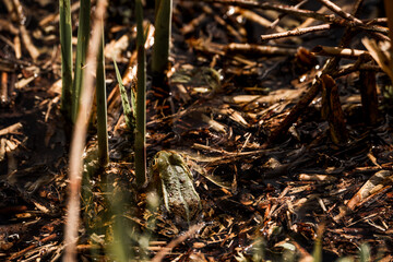 frog in dutch nature water wildlife