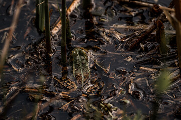 frog in dutch nature water wildlife