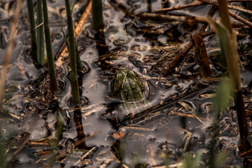 frog in dutch nature water wildlife