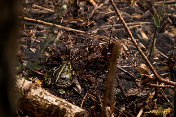 frog in dutch nature water wildlife