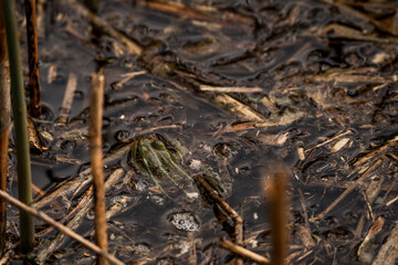 frog in dutch nature water wildlife