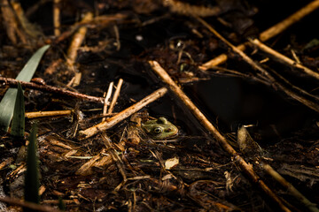 frog in dutch nature water wildlife