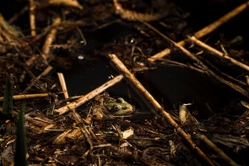 frog in dutch nature water wildlife