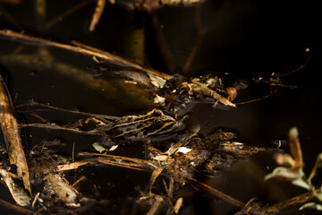 frog in dutch nature water wildlife