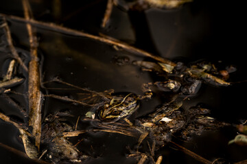 frog in dutch nature water wildlife