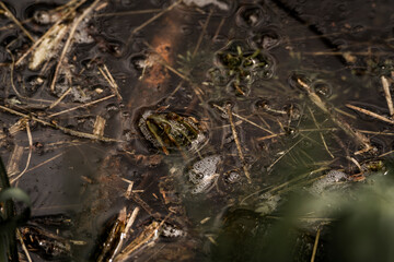 frog in dutch nature water wildlife