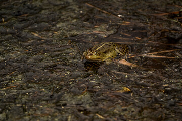 frog in dutch nature water wildlife