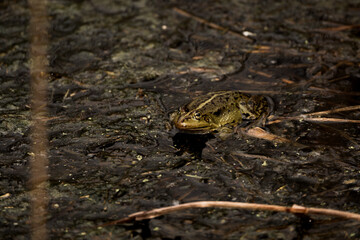 frog in dutch nature water wildlife