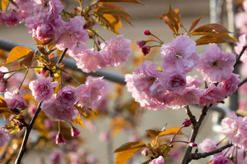 Close up of  fresh pink cherry flowers outdoor spring garden sakura