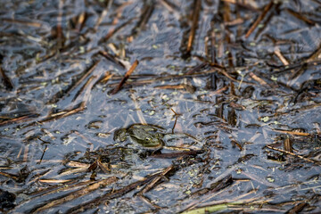 frog in dutch nature water wildlife