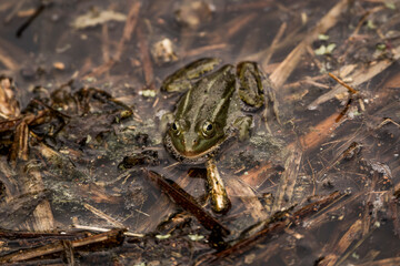 frog in dutch nature water wildlife