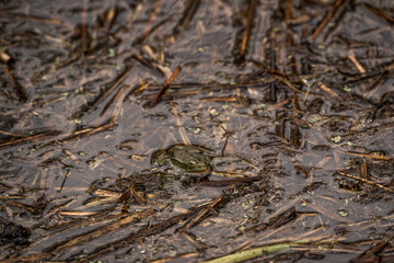 frog in dutch nature water wildlife