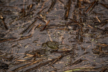 frog in dutch nature water wildlife