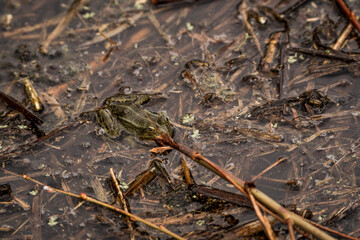 frog in dutch nature water wildlife