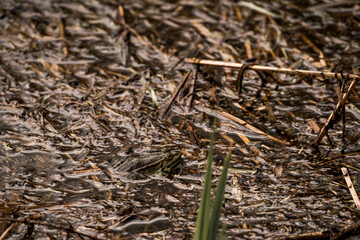 frog in dutch nature water wildlife