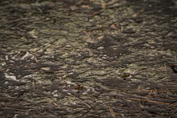 frog in dutch nature water wildlife