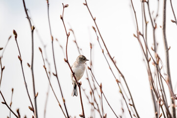 red backed shrike on a branch