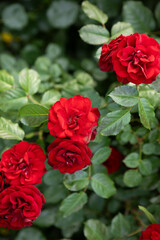 small red rose on a green bush outdoor summer flowers
